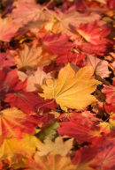 Maple Leaves